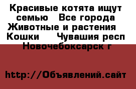 Красивые котята ищут семью - Все города Животные и растения » Кошки   . Чувашия респ.,Новочебоксарск г.